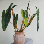 Billietiae Philodendron Plant Live, Rare Tropical Variegated Live Indoor Houseplant, Starter Plants No Pot, 5-9" in Tall
