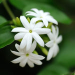 3 Climbing Jasmine Live Plants for Indoor Outdoor Planting, White Jasmine Plants Live, Fragrant, 5-8" in Tall, Hardy