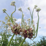 3 Onion Egyptian Walking Plants Live, Top Size and High Yield for Planting Outdoors, Rare Fresh Heirloom Allium for Gardening, Winter Onions Vegetable