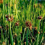 3 Egyptian Walking Onions Plants Live, Fast Growing, High Yield Walking Onion Plant for Perennial Planting, Outdoor, Winter Hardy in Zones 3–9