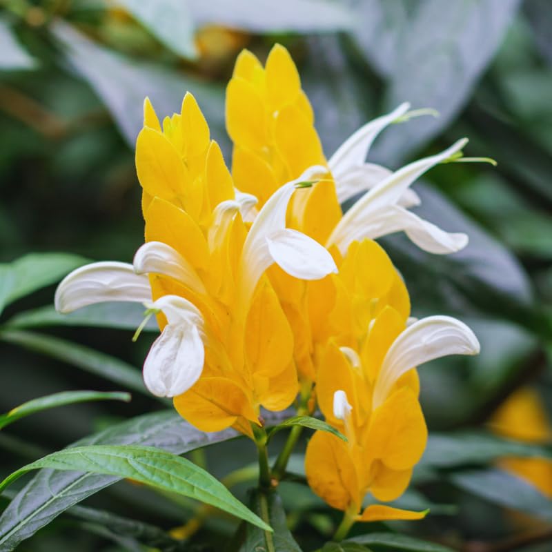 Set 2 Yellow Shrimp Plants Live, Golden Shrimp Plants, Shrimp Well Rooted, Live Shrimp Plant Indoor Outdoor, 4 to 6 Inches Tall