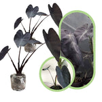 Colocasia Esculenta, Colocasia Live Plant, Elephant Ears Live Plant, Esculenta Taro Live Houseplant, 5-8 Inc Tall, No Pot (Rare Colocasia)