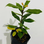 Laurus Nobilis Live Plant Tree Live, Bay Leaf Plants, Fragrant Sweet Laurel Bay Leaf Trees, Sweet Bay Laurel Live Plants from 5 to 9 Inc in Tall