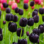 10 Mix Tulip Bulbs, Mixed Bulbs for Fall Planting, Indoor Outdoor Garden, Ready to Plant (Black Tulip)