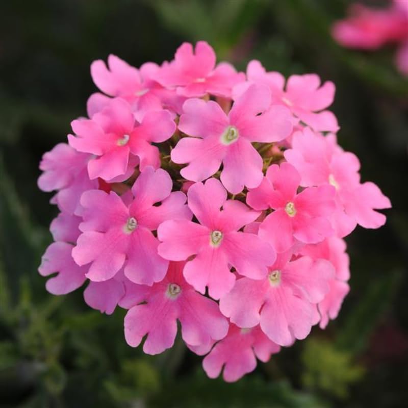2 Pink Verbena Plants Live, Perennial Ground Cover or Trailing Bushes Shrubs, 5-9 Inches Tall, Verbena Flower for Planting