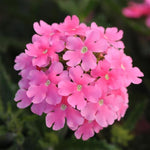 Sets 4 Perennial Verbena Live Plants Ground Cover or Trailing 1-4" Plugs, Pink Bloom, Outdoor Planting Spring