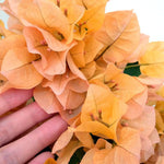 Combo 2 Bougainvillea Plants Live Trees, Outdoor Bougainvillea Plant for Trailing Flowering Vines or Bush Tree, 5-10” Tall, Well-Rooted Bougainvillea Bright Yellow Orange