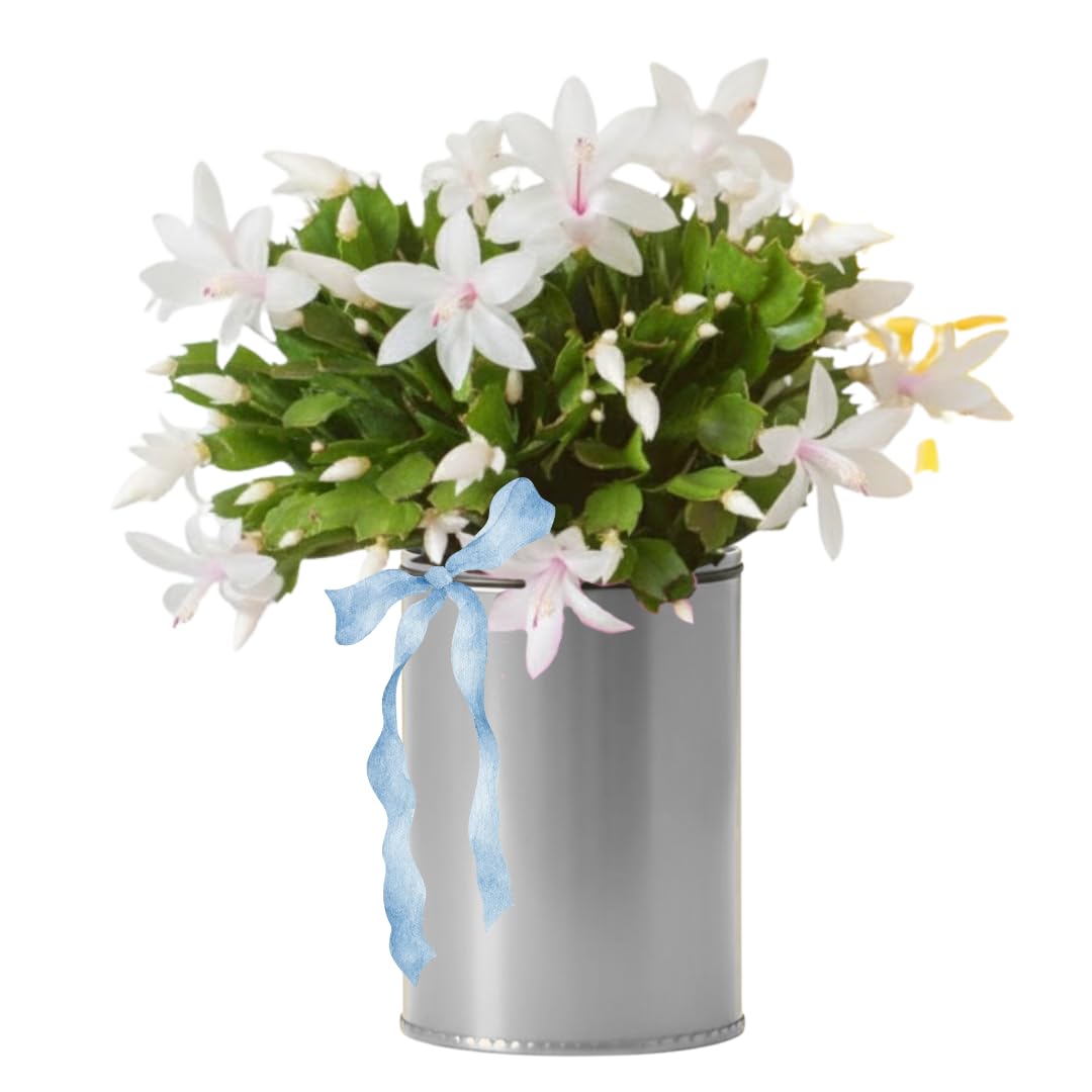 Christmas Cactus Plants Live, Thanksgiving Cactus Easter Cactus Like, 4-8 Inc Tall, Cold Hardy, Holiday Cactus for Indoor Outdoor Planting, Starter Size (White)