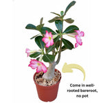 Pink Desert Rose Plant Live, 4-7" Tall, Adenium Obesum Well-Rooted Succulent for Indoor Outdoor Displays