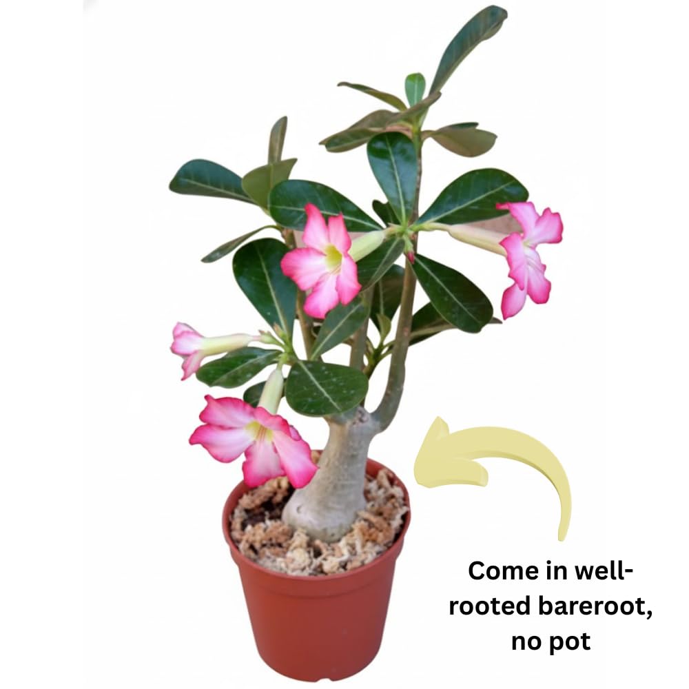 Pink Desert Rose Plant Live, 4-7" Tall, Adenium Obesum Well-Rooted Succulent for Indoor Outdoor Displays