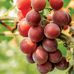 Vibrant Sweet Red Grape Vines Live Plants for Planting, 5-10" Grape Tree for Outdoor Garden, Dormant in Winter, Cold Hardy, Sweet Flavor