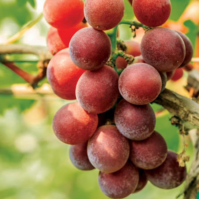 Vibrant Sweet Red Grape Vines Live Plants for Planting, 5-10" Grape Tree for Outdoor Garden, Dormant in Winter, Cold Hardy, Sweet Flavor