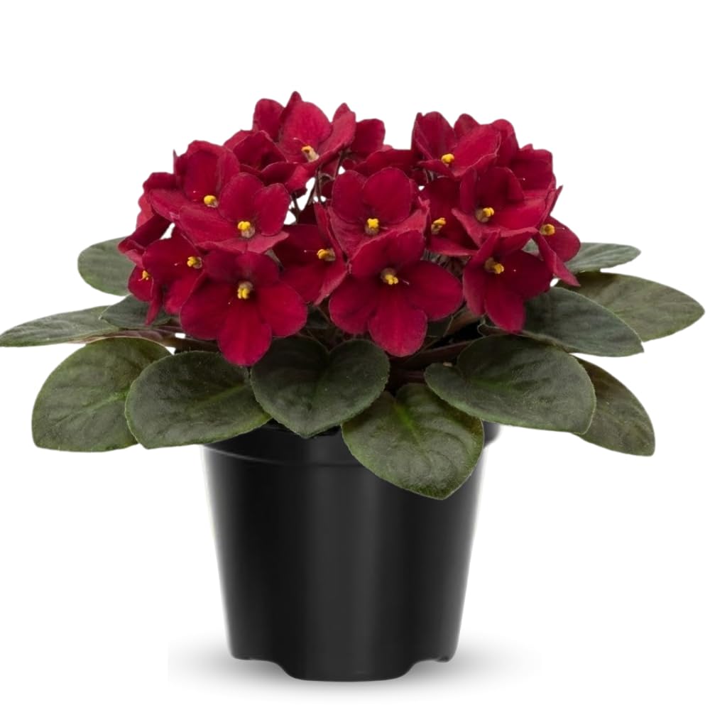 African Violet Live Plant in 4" Pot, Red African Violets Plants Houseplant Well-Rooted, Indoor Outdoor Blooming, Holiday Flower Bush
