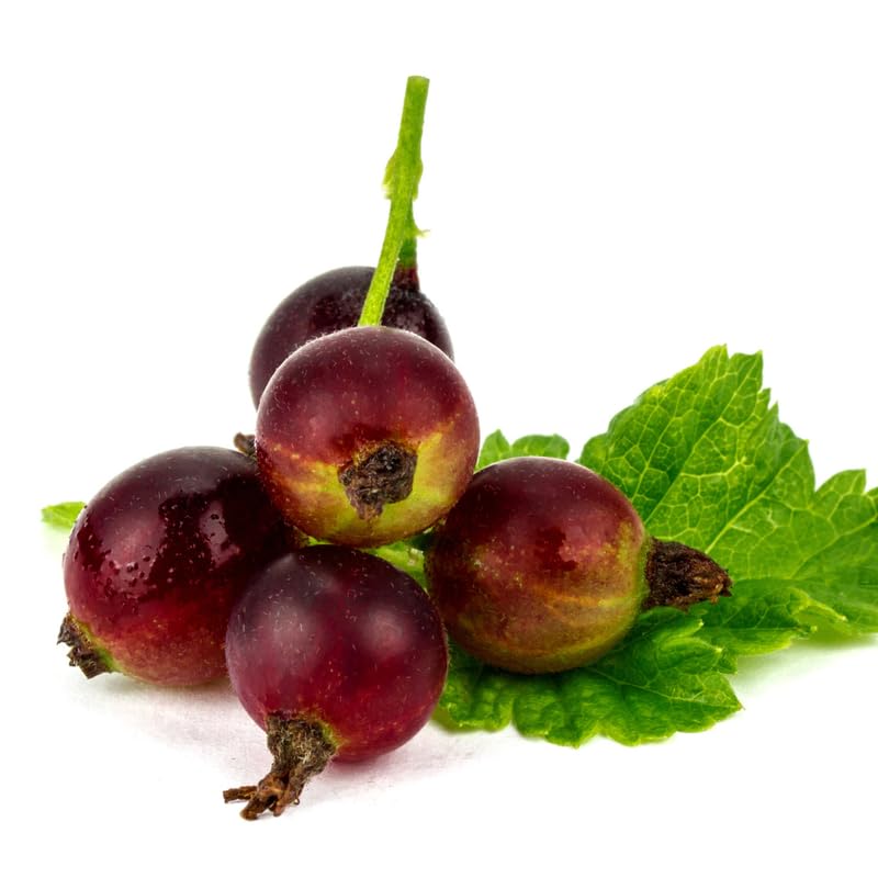 Gooseberry Tree Plant Live, Gooseberry Bush Live Plant, 5-9 Inch Tall, Gooseberry Plant Live for Planting Outdoors (Jeanne Gooseberry)