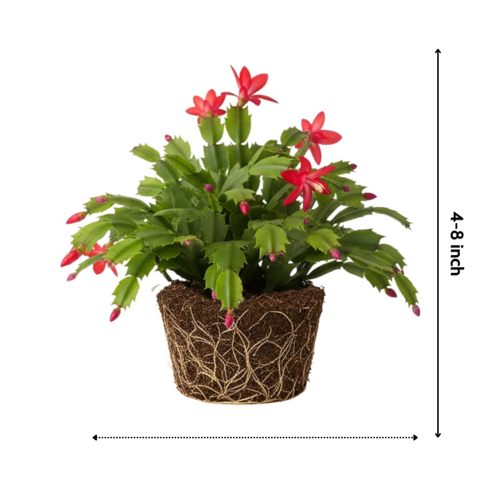 Christmas Cactus Plant, Thanksgiving Cactus in 4” Pot, Colorful Holiday Blooms, Indoor Gardens Growing (Red Christmas Cactus)
