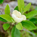 Southern Magnolia Plant Live, 8 to 11 Inches Tall, Magnolia Tree Live Plant for Gardening Shrub Plant Outdoors