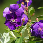 Blue Tibouchina Plant Live, Tibouchina Flowering Bush Shrub for Outdoor Garden, 5-7 Inches