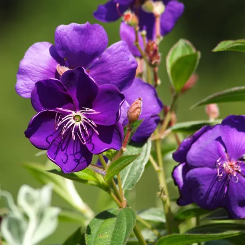 Blue Tibouchina Plant Live, Tibouchina Flowering Bush Shrub for Outdoor Garden, 5-7 Inches
