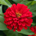 Zinnia Plant Live, Red Zinnia Flower Plant from 3 to 5 Inc Tall