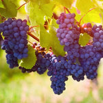 Deep Purple Seedless Grape Vines Live Plants for Planting, 5-10" Grape Tree for Outdoor Garden, Dormant in Winter, Cold Hardy, Sweet Flavor