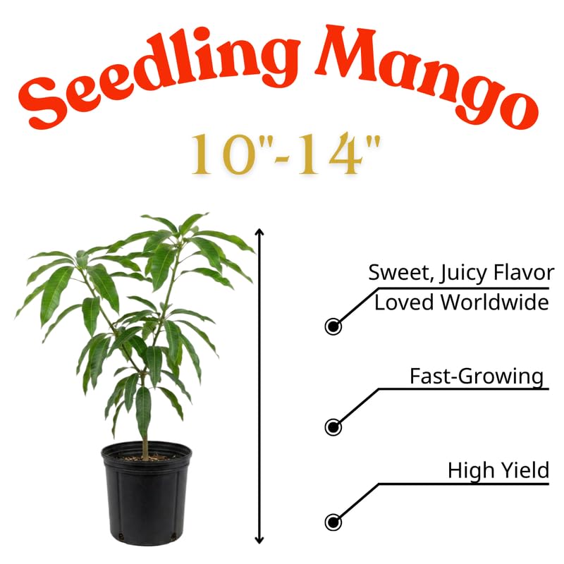 Irwin Mango Plant Live for Planting, 1 Year Old 10–14 Inch Tall, Early Season Sweet Mango Variety Zones 9–11