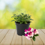Streptocarpus Live Plant in 3.25" Pot, 5-8" False African Violet Ladyslipper Primose Plant for Spring Planting, Indoor Outdoor Home Décor (Blue White)