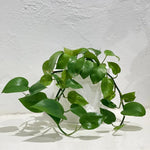 Jade Pothos Plant Live 4'' Pot, Indoor Houseplant Well Rooted, Hanging Planter or Basket Growing