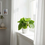 Rare Peperomia Plant Live, Silver Green Peperomia Live Plant for Indoor Growing, Easy Care Houseplant, 3 to 5 Inches Tall