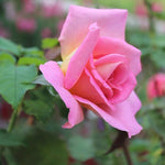 Rose Bush Live Plant for Gardening, Hardy Fragrant Rose Flower Plant, 5 to 10 Inch Tall, Ideal for Outdoor Planting (Rare Pink Rose)