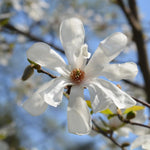 Magnolia Tree, Magnolia Flowering Shrub Bush in 2.5'' Pot, Well Rooted Magnolia to Grow in Container, Garden (Star Magnolia)