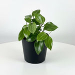 Hoya Plants Live Houseplants, Rare Green Hoya Plant Well Rooted in 3.25 Inches Pot, Perennial Vine Plant for Indoor Outdoor Planting