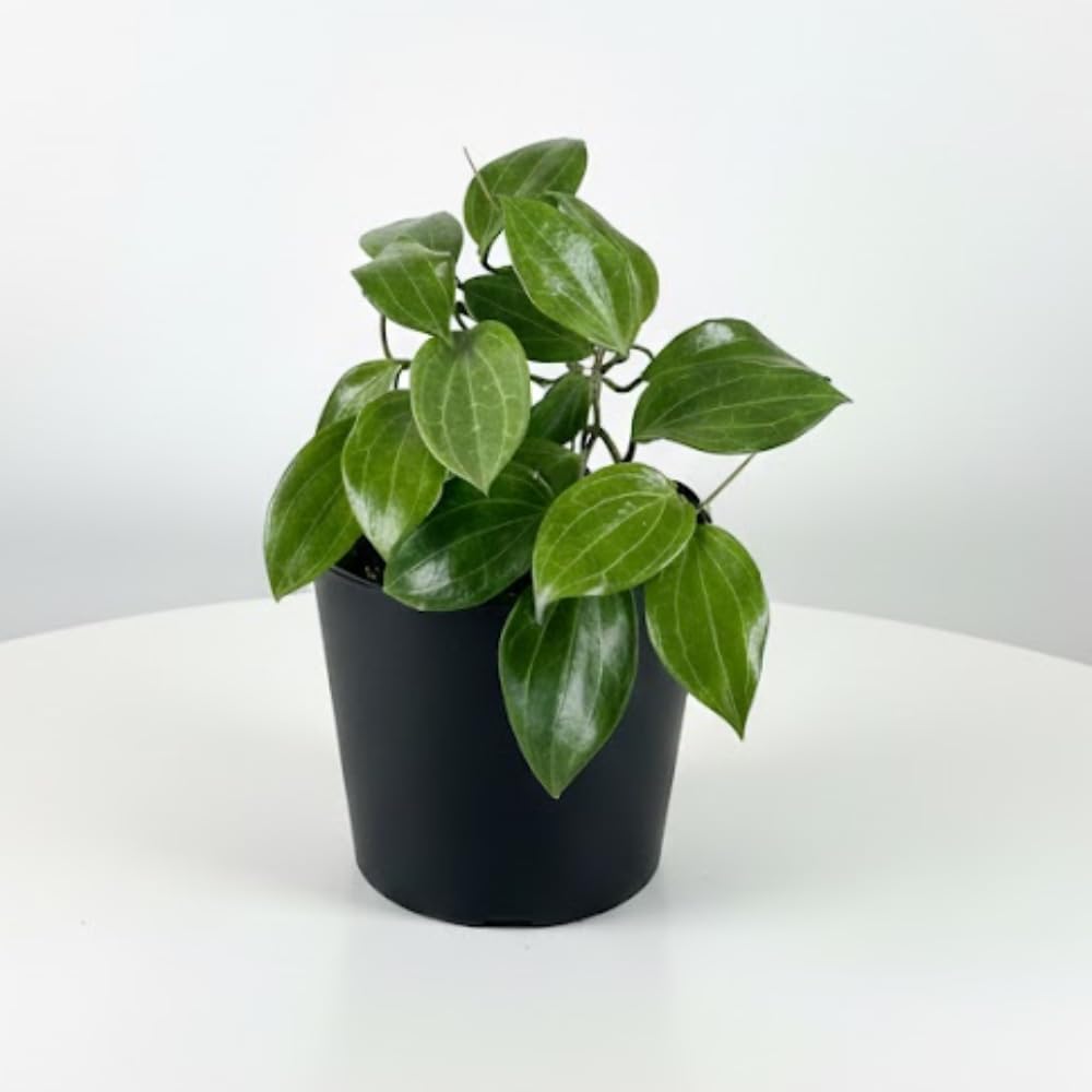 Hoya Plants Live Houseplants, Rare Green Hoya Plant Well Rooted in 3.25 Inches Pot, Perennial Vine Plant for Indoor Outdoor Planting