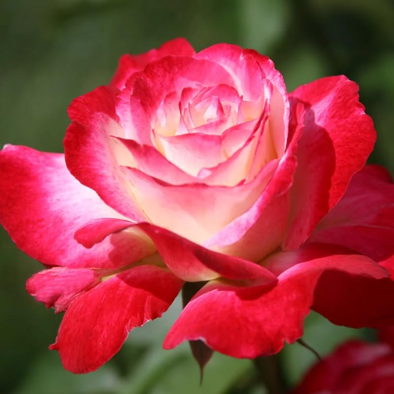 Rose Bush Live Plant, Hybrid Tea Rose Plant Live, 5-9 Inch Tall, Fragrant Flowers Tree, Well-Rooted 1 Year Old, No Pot (Delight Rose)