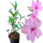2 Pink Mexican Petunia Live Plants, Hardy Mexican Petunia Bush Cold Hardy, Starter Size 5-10 Inches in Tall, No Pot