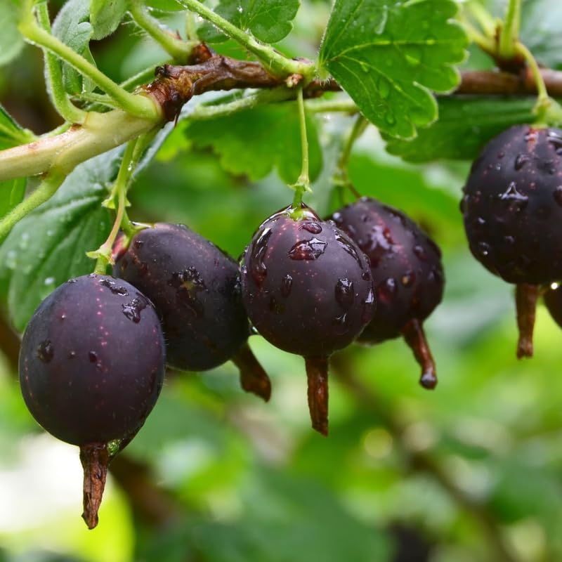 Gooseberry Tree Plant Live, Gooseberry Bush Live Plant, 5-9 Inch Tall, Gooseberry Plant Live for Planting Outdoors (Black Velvet Gooseberry)