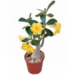 Double Yellow Desert Rose Plant Live, 4-7" Tall, Adenium Obesum Well-Rooted Succulent for Indoor Outdoor Displays