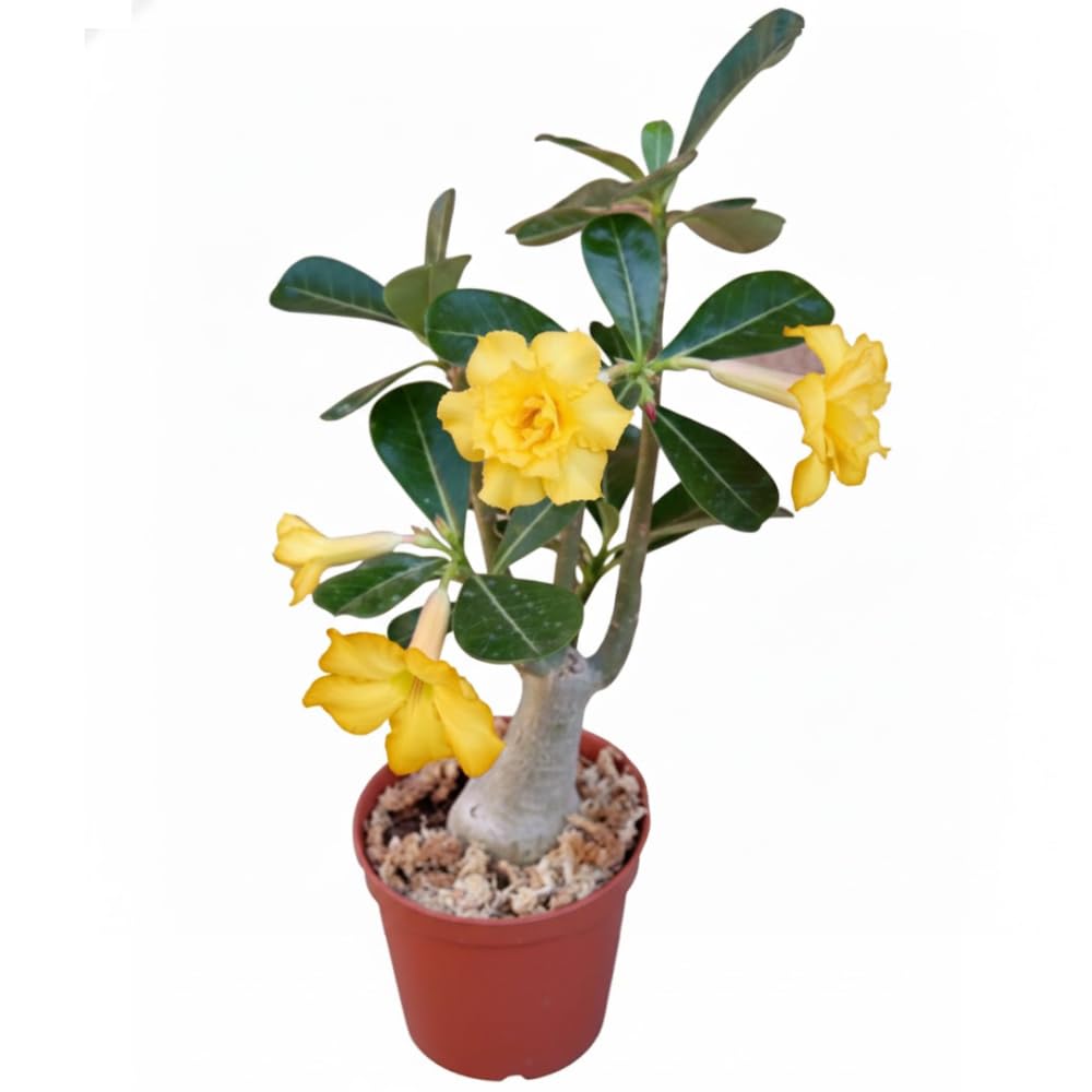 Double Yellow Desert Rose Plant Live, 4-7" Tall, Adenium Obesum Well-Rooted Succulent for Indoor Outdoor Displays