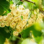 Currant Tree Live Plant for Growing, 1 Year Old, Currant Berries Fruit Tree, Currant Plant Live for Planting Your Garden, Currant Bush Live (White Currant)