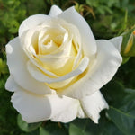 Rose Plant Live, Fragrant Heirloom Flower Bush, 5-10 Inch Tall, Grows as Climbing or Shrub for Outdoor Garden, No Pot (White Rose)