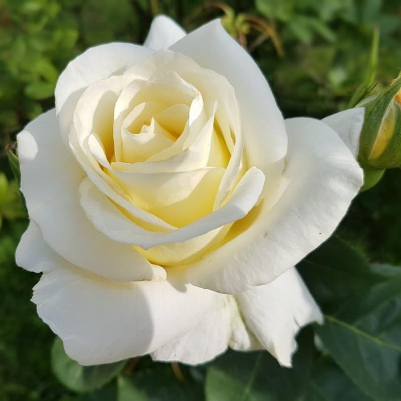 Rose Plant Live, Roses Bush Ready to Plant, 5-10 Inch Height, Ornamental Fragrant Flowers (White Rose)