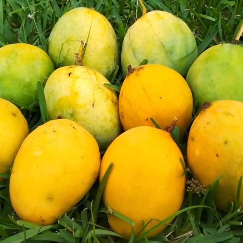 Glenn Mango Tree Live Plant, 8–12 Inch Tall in Pot, Sweet Hardy Mango Seedling Variety for Planting, Outdoor Fast-Growing
