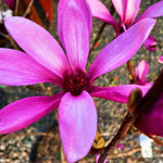 02 Ann Magnolia Tree Live Plant in 2.5" Pot, 1 Year Old Well-Rooted Tree, Cold Hardy, Magnolia Shrub for Spring Planting, Fast-Growing