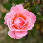 Rose Plant Live, Roses Bush Ready to Plant, 5-10 Inch Height, Ornamental Fragrant Flowers (Pink Rose)