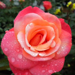 Rose Bush Live Plant, 5-9 Inch Tall, Fragrant Rose Flowers Tree, Well-Rooted Ready to Plant Outdoor Indoor (Coral Rose)