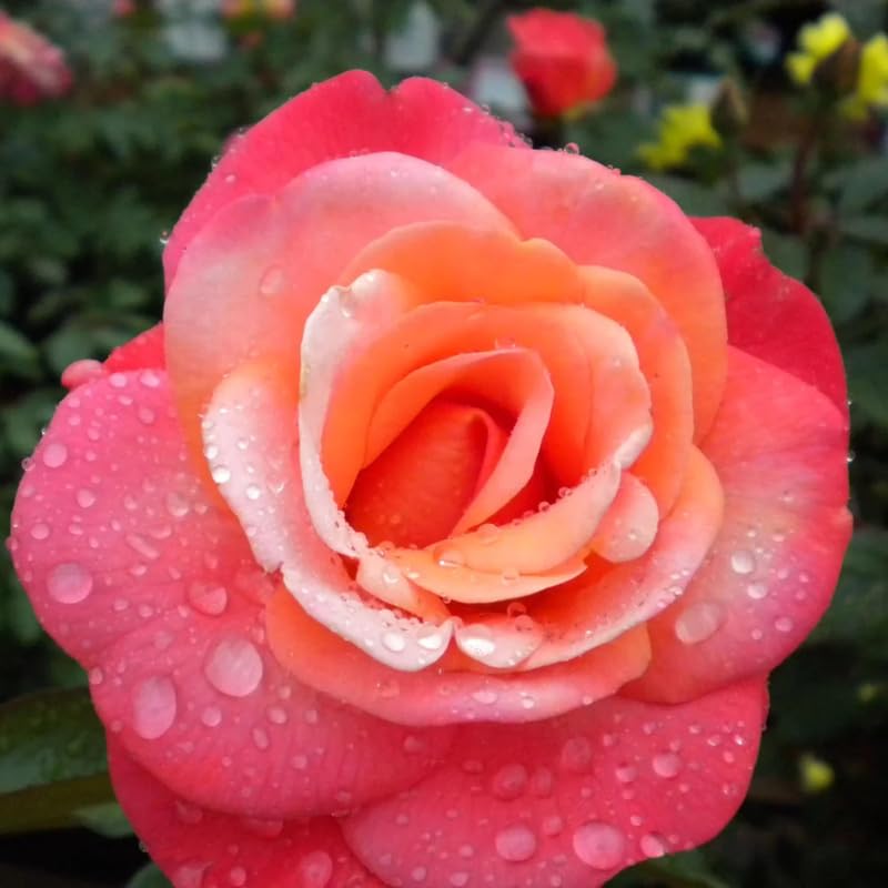 Rose Bush Live Plant, 5-9 Inch Tall, Fragrant Rose Flowers Tree, Well-Rooted Ready to Plant Outdoor Indoor (Coral Rose)