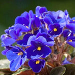 African Violet Live Plant in 4" Pot, Blue African Violets Plants Houseplant Well-Rooted, Indoor Outdoor Blooming, Holiday Flower Bush