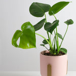 Rare Monstera Plant, Monstera Live Plant Fully Rooted, Ready to Grow Philodendron 4-8 Inches, Live Houseplants, Indoor Plants (Split-Leaf Monstera)