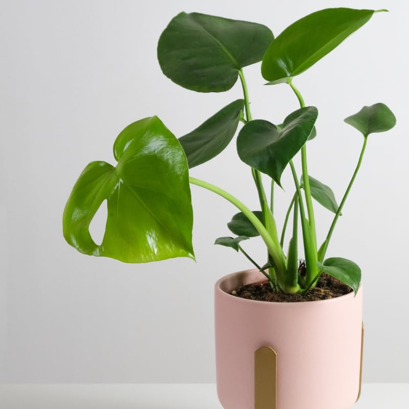 Rare Monstera Plant, Monstera Live Plant Fully Rooted, Ready to Grow Philodendron 4-8 Inches, Live Houseplants, Indoor Plants (Split-Leaf Monstera)