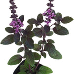 2 Blue Basil Plants Live for Planting, Zone 2 to 11, Live Basil Plants, 4 to 6 Inc in Height Gardening Growing