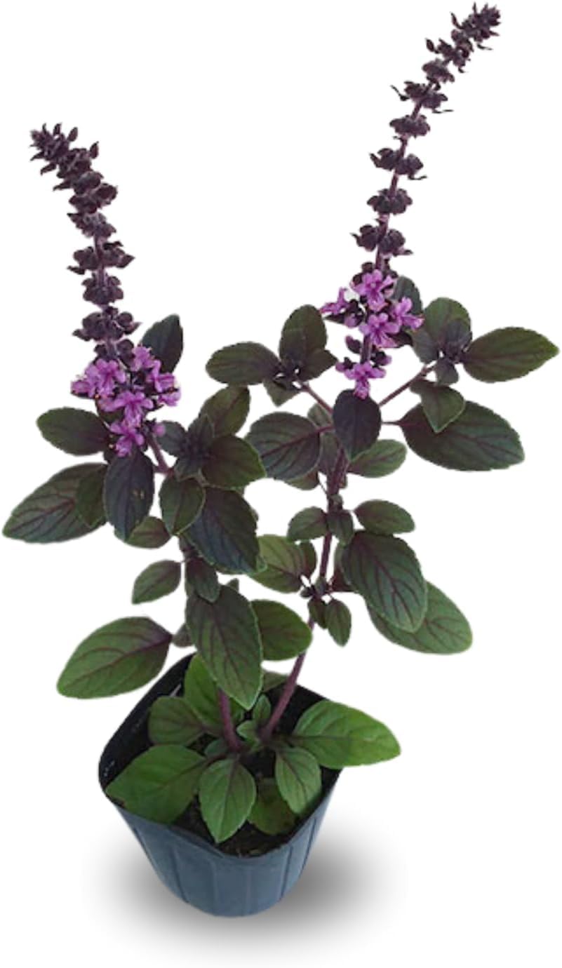 2 Blue Basil Plants Live for Planting, Zone 2 to 11, Live Basil Plants, 4 to 6 Inc in Height Gardening Growing